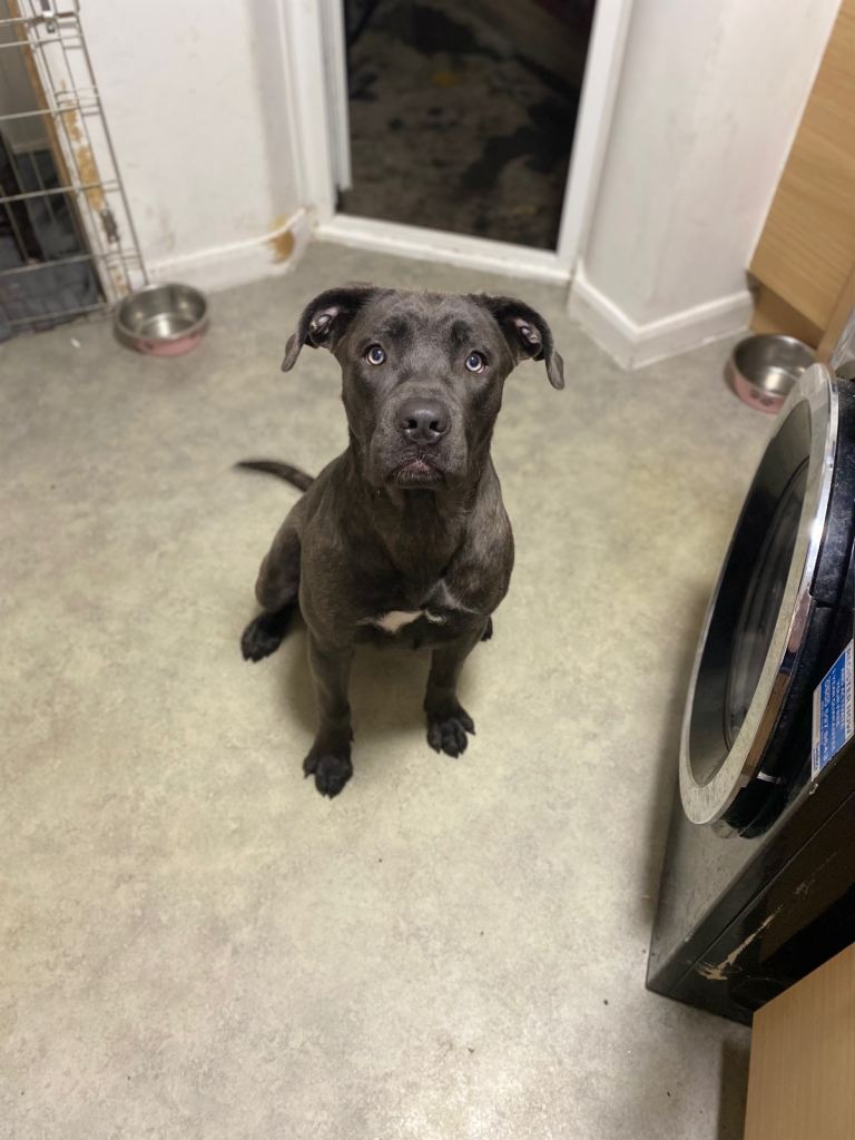 image for Cane corso x pressa canaro puppy’s 