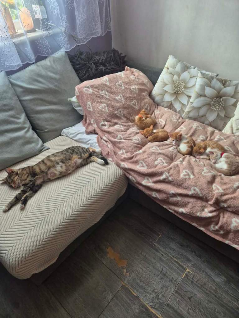 Kittens 