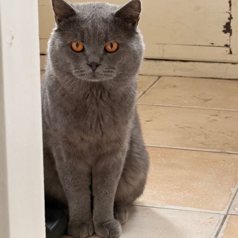 British pure shorthair 