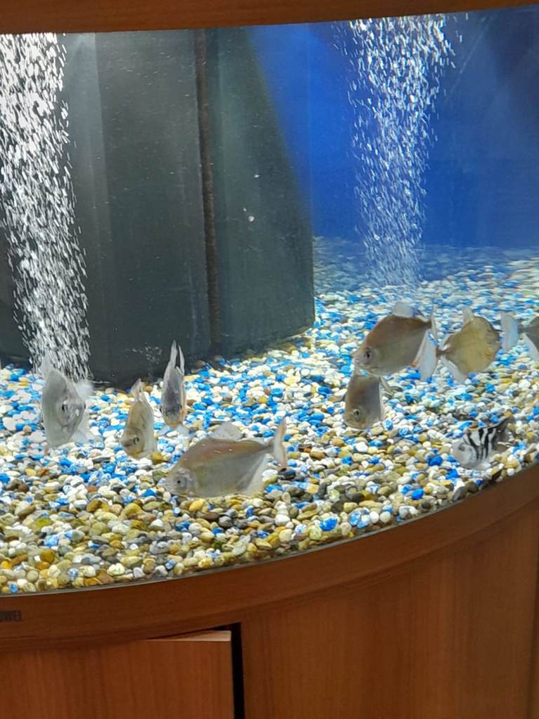   Tropical fish. AT UNBEATABLE PRICE.