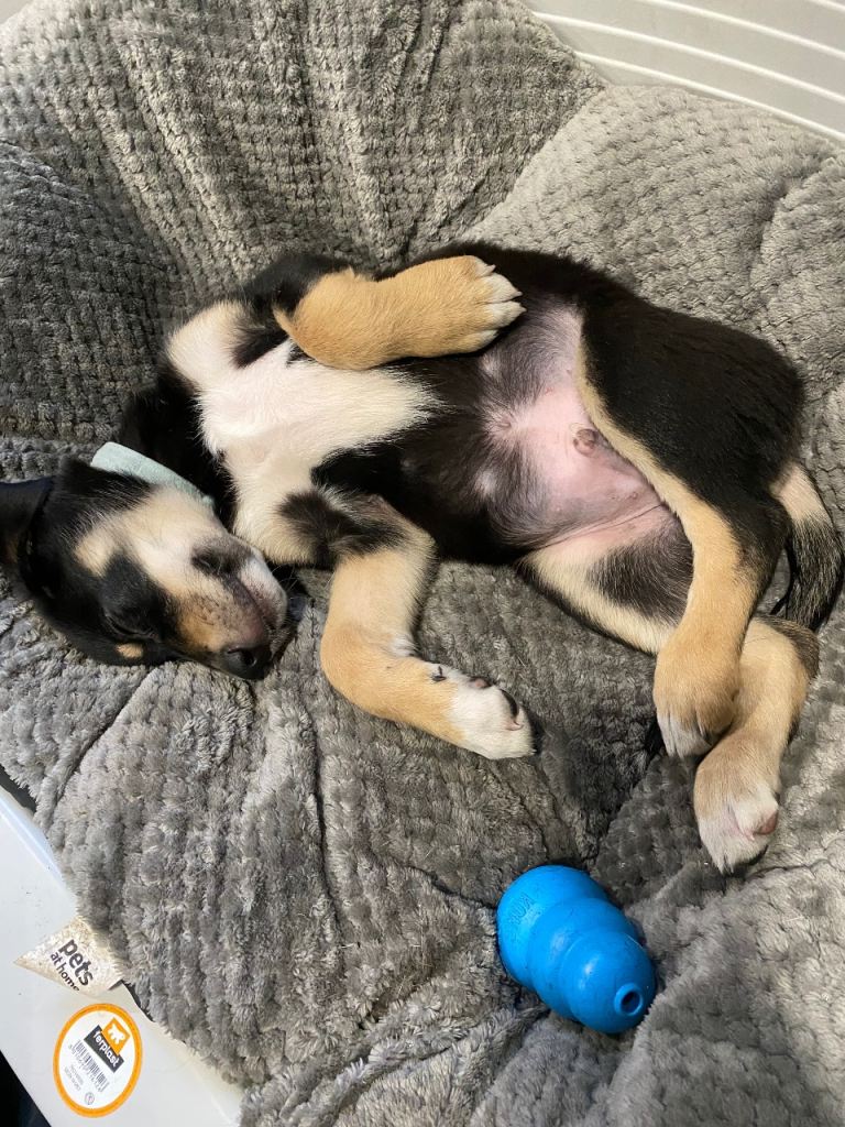 Male puppy  reserved 