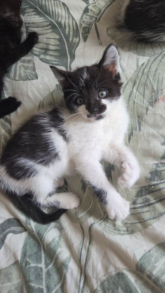 Kitten for sale