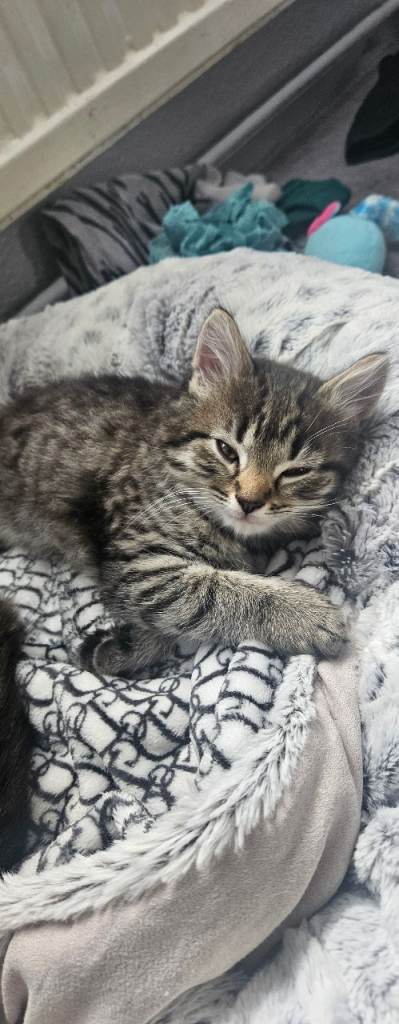 Kitten for take awey