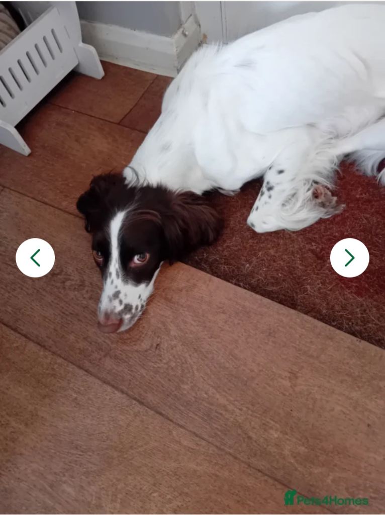 3 lovely springer spaniels 
