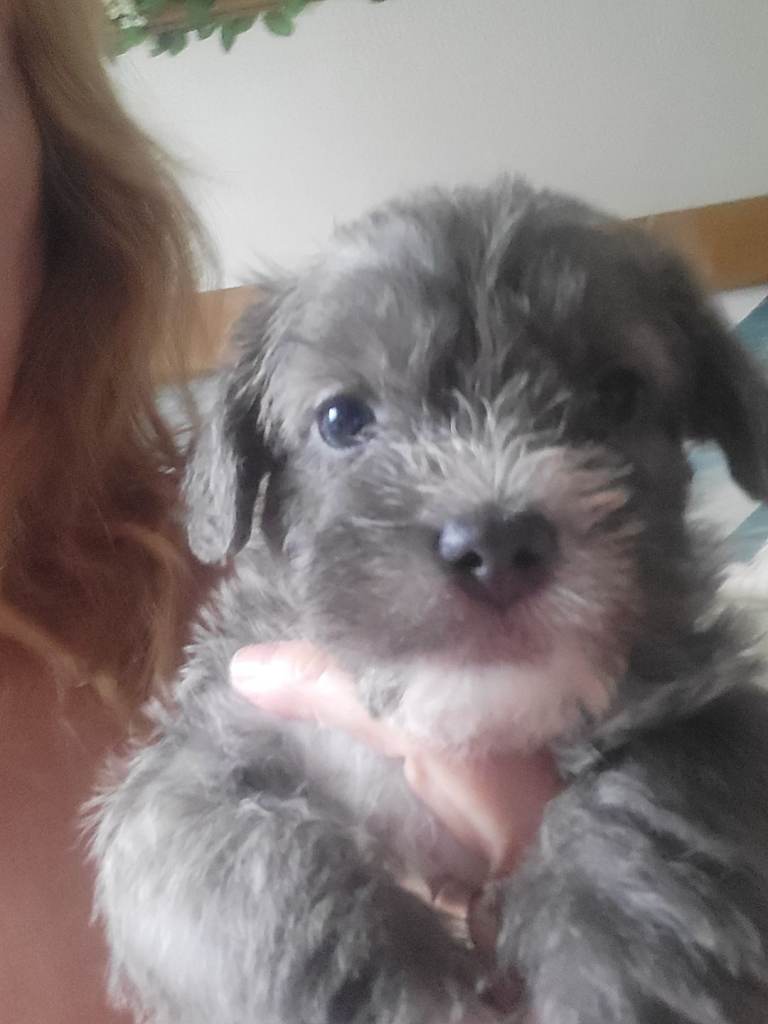 maltipoo cross 