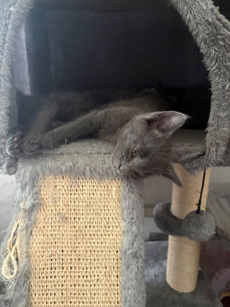 Kitten