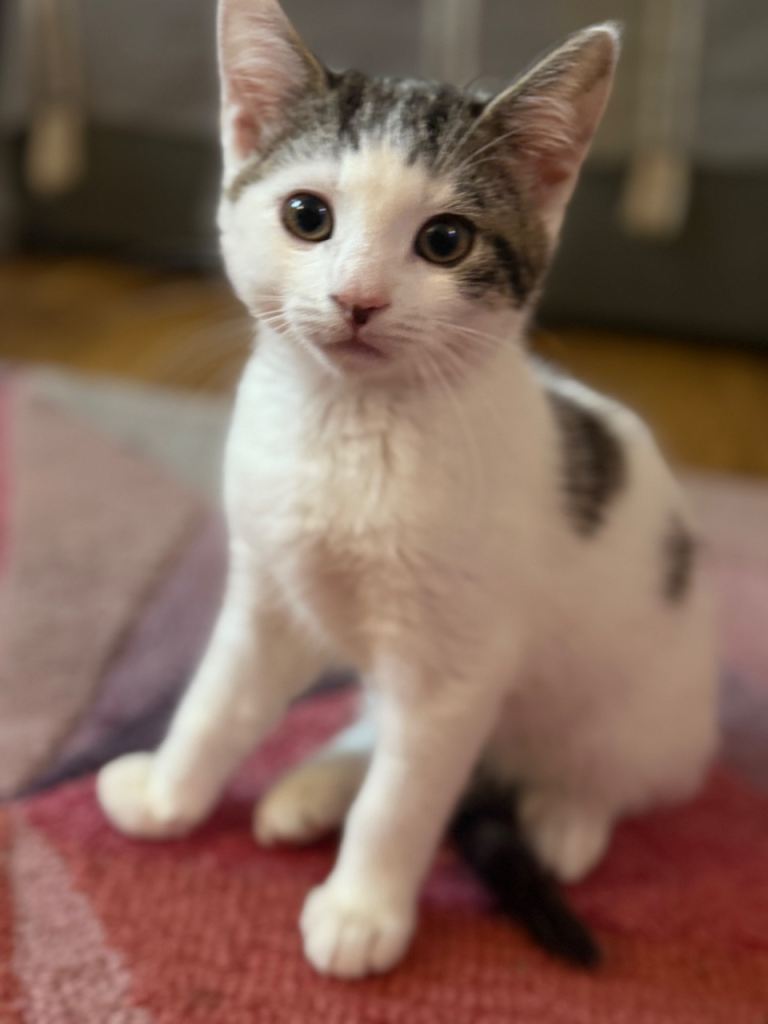 White and tabby kitten *last one 