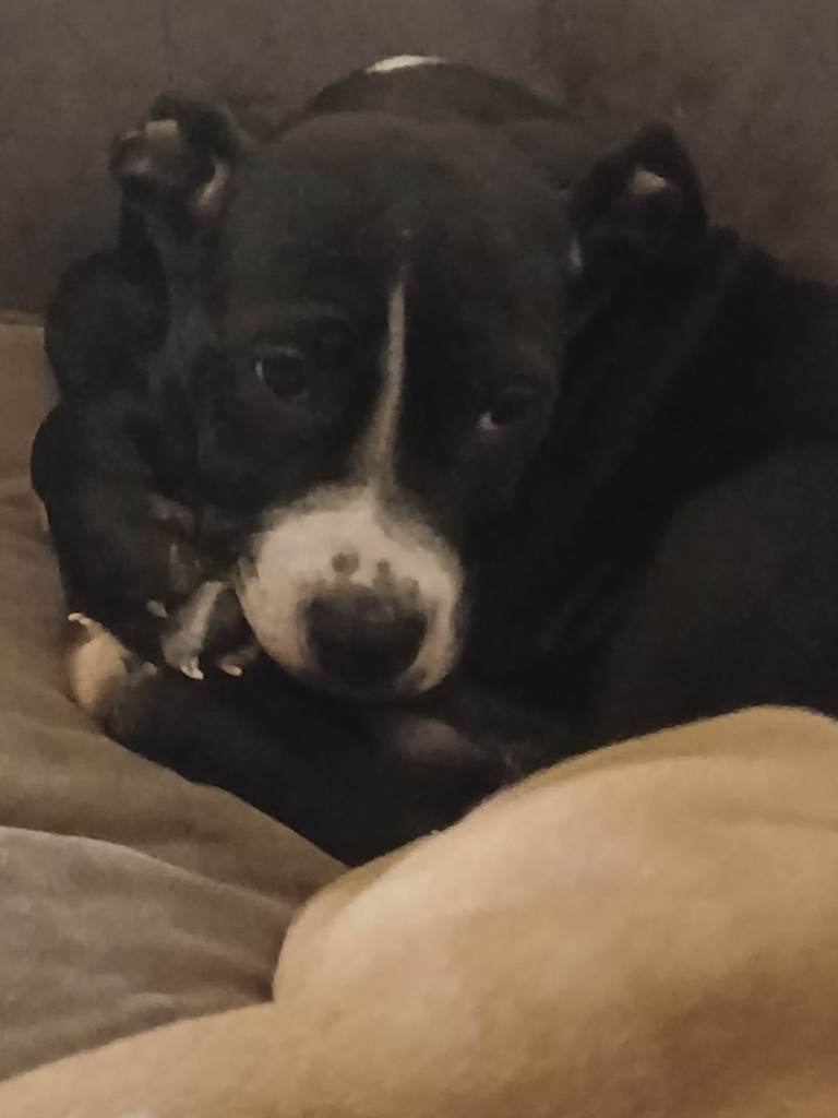 Canecorso american bulldog pups 