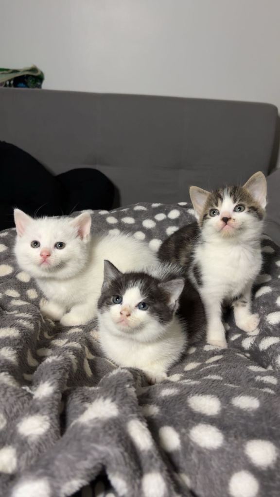 3 adorable kittens - Ready to leave!