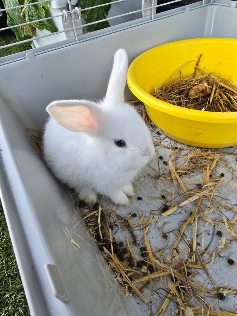 rabbit and cages 