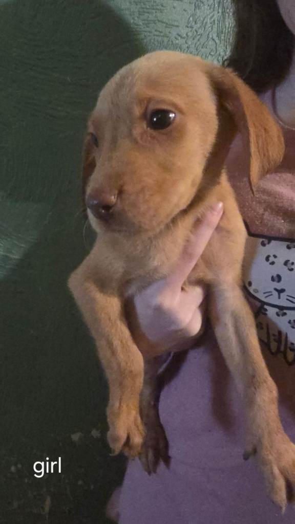 Ready now 2 girls labrador pups 