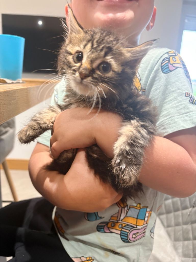 Kittens for sale