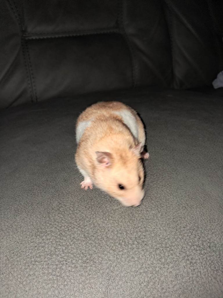Syrian Hamster for Rehome