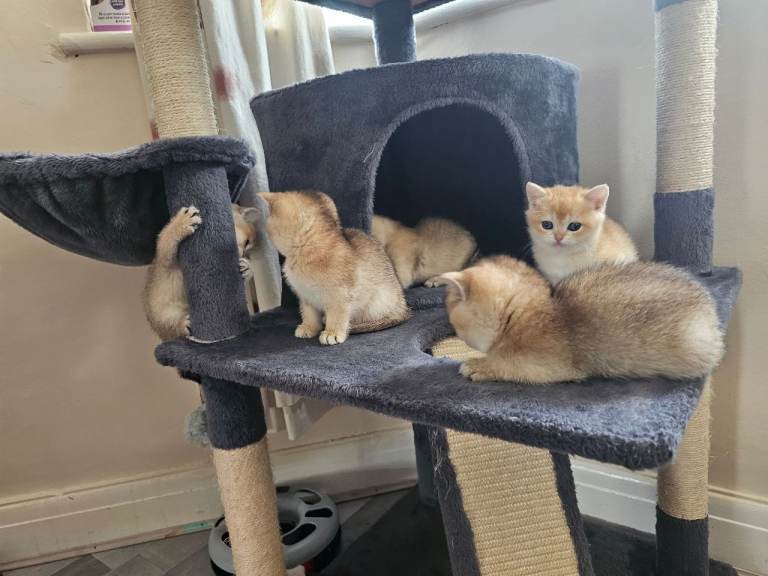 Feline' kitten