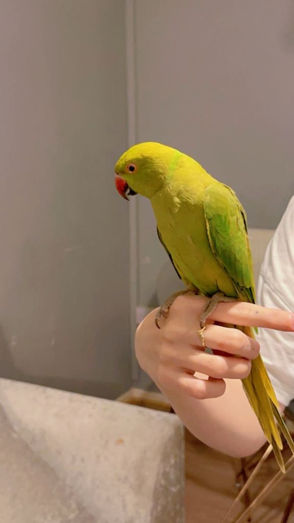 Cockatiels and birds 