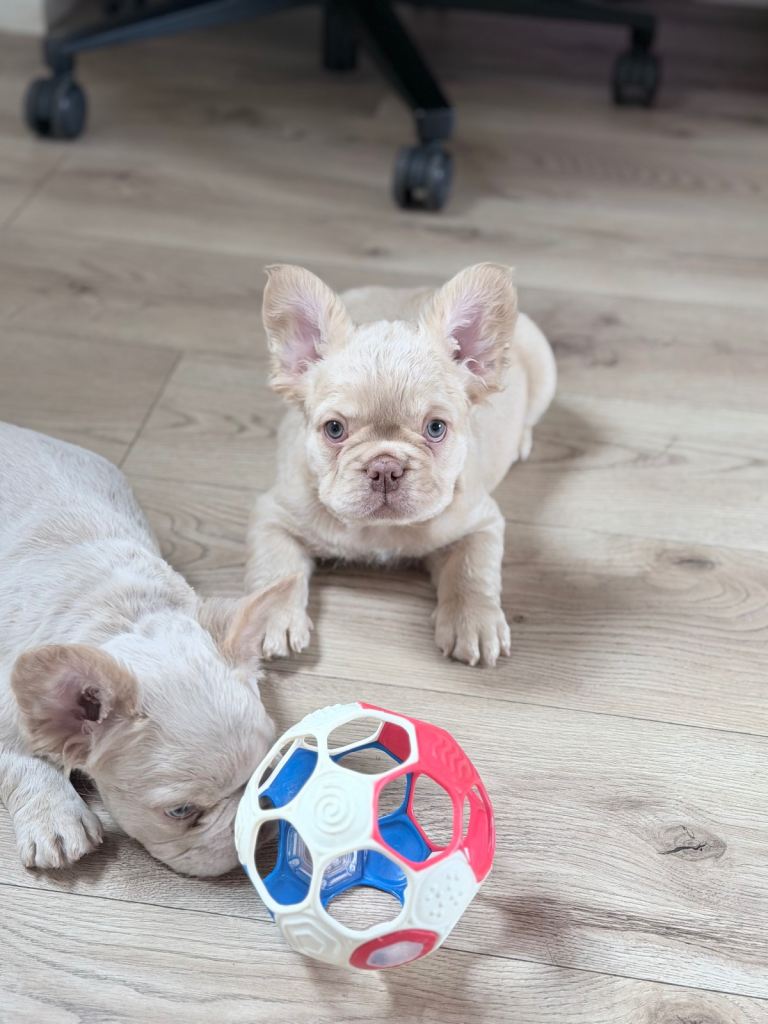 Visual Fluffy French Bulldog Pup