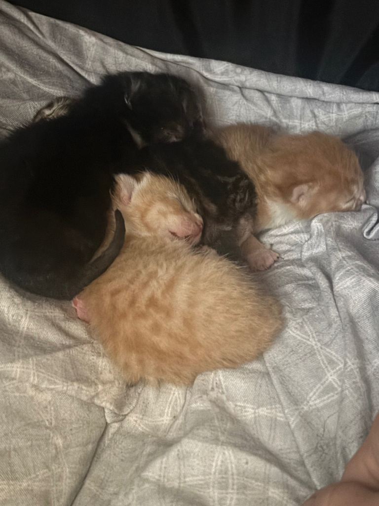 Kittens for sale £100 each or 2 for £150