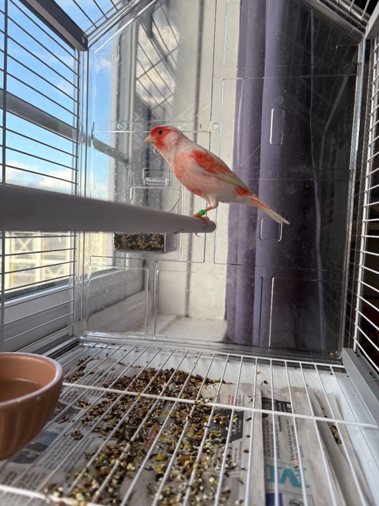 Red mosaic canary bird