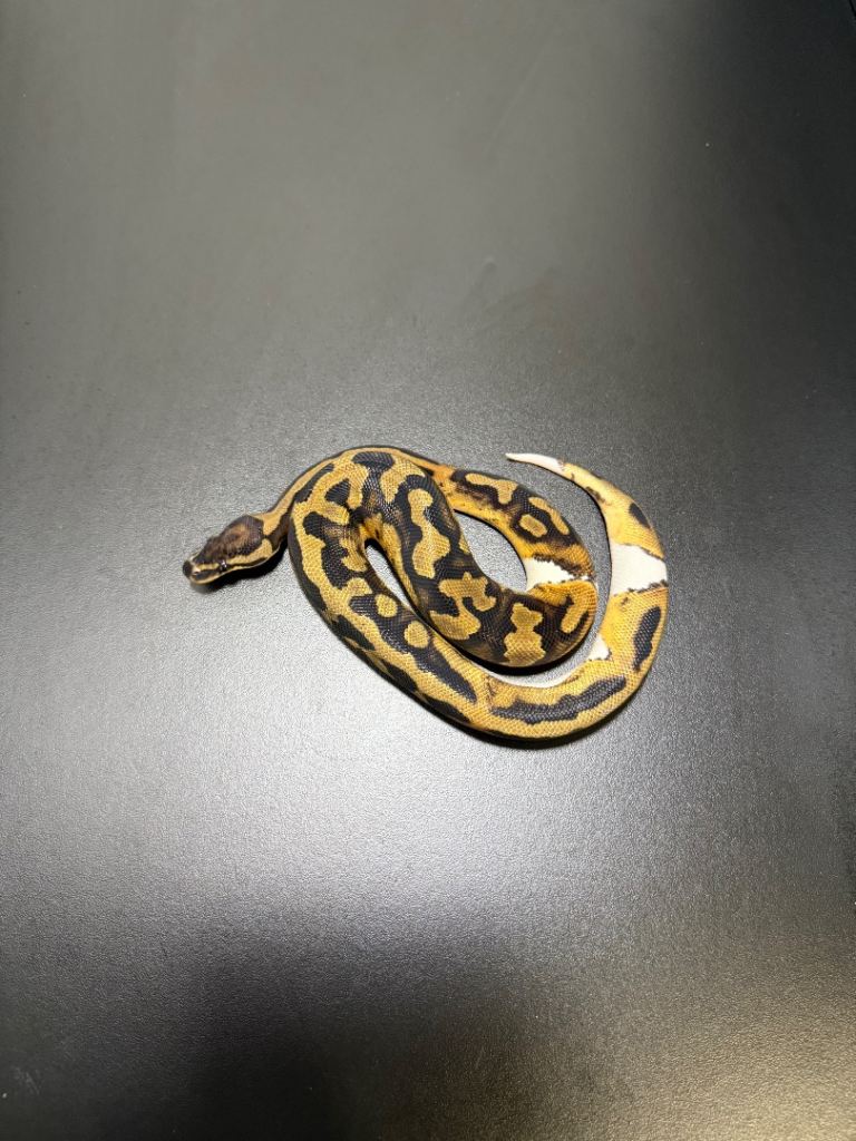 Ball Python/Royal Python