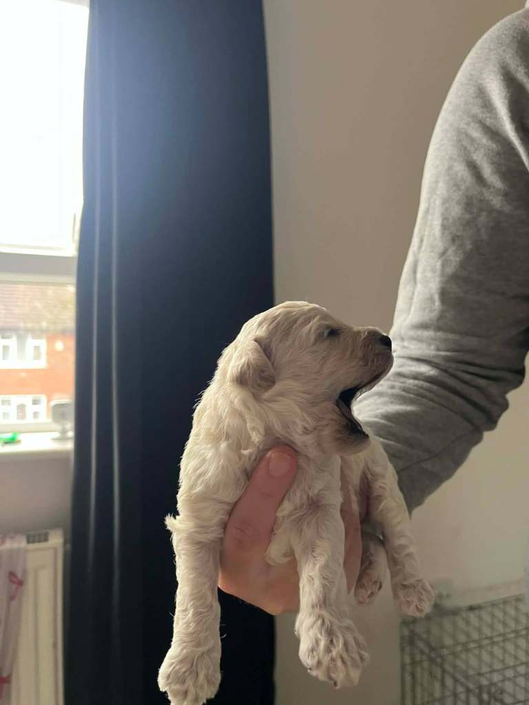 Beautiful litter of cockapoos...