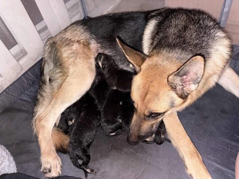 image for German shepherd puppies