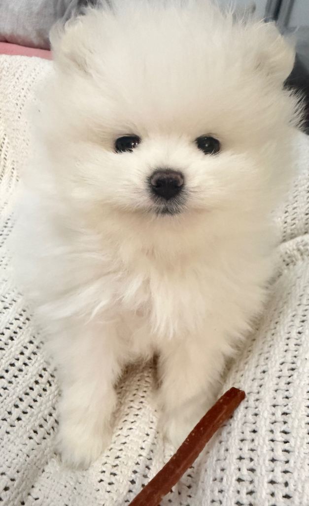 Stunning KC litter of white pom puppy boy