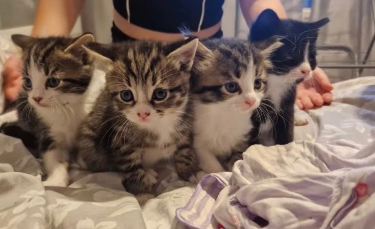 Female and male kittens for sale 