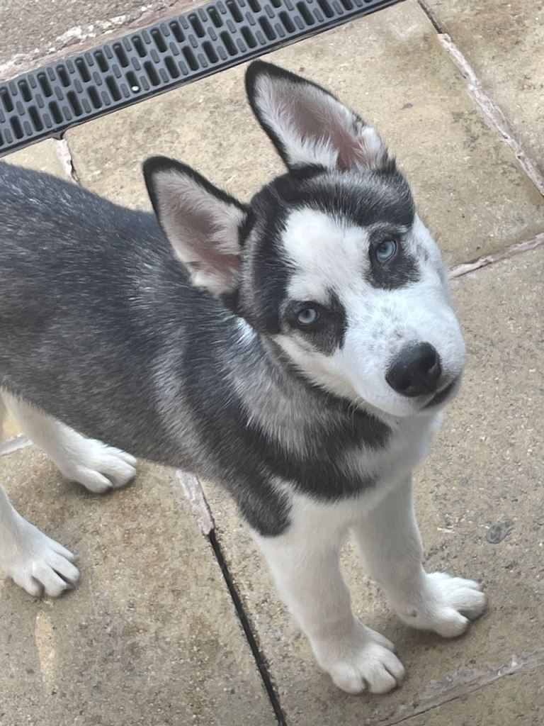 Beautiful Siberian Husky Puppy Looking for a New Home