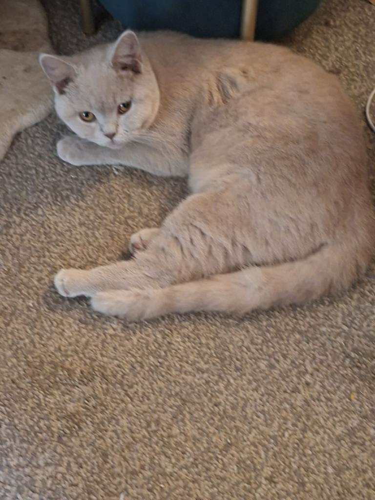 Beautiful British short hair 7 months old 