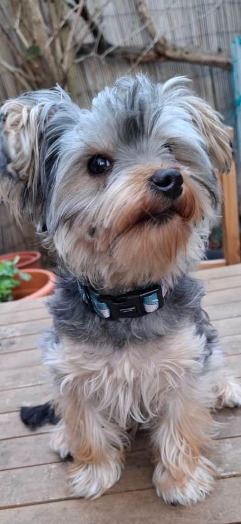 Yorkshire Terrier