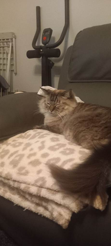 2 male cats needing new homes 