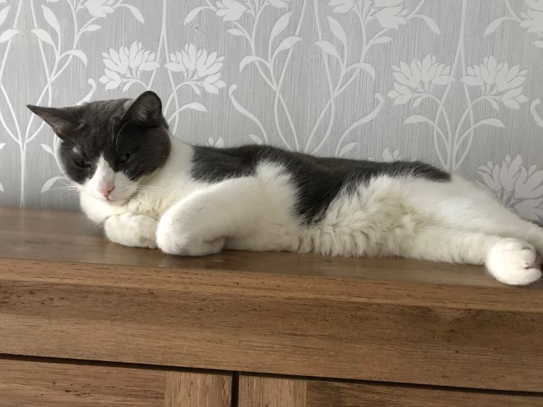 Male cat