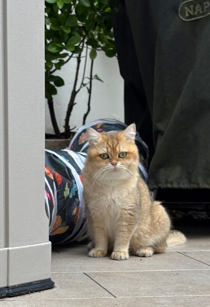 Black Golden Shaded British Shorthair 