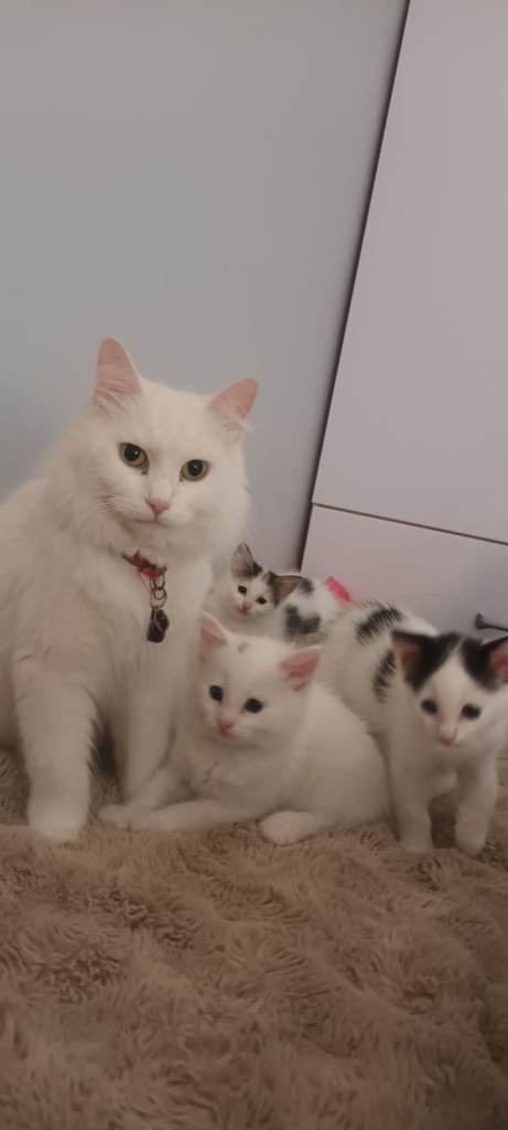 Gorgeous White & Mixed Boys Half Turkish Angora
