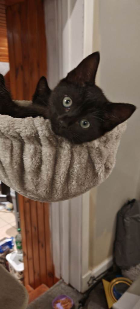 Beautiful, black, 9 week old female kitten 