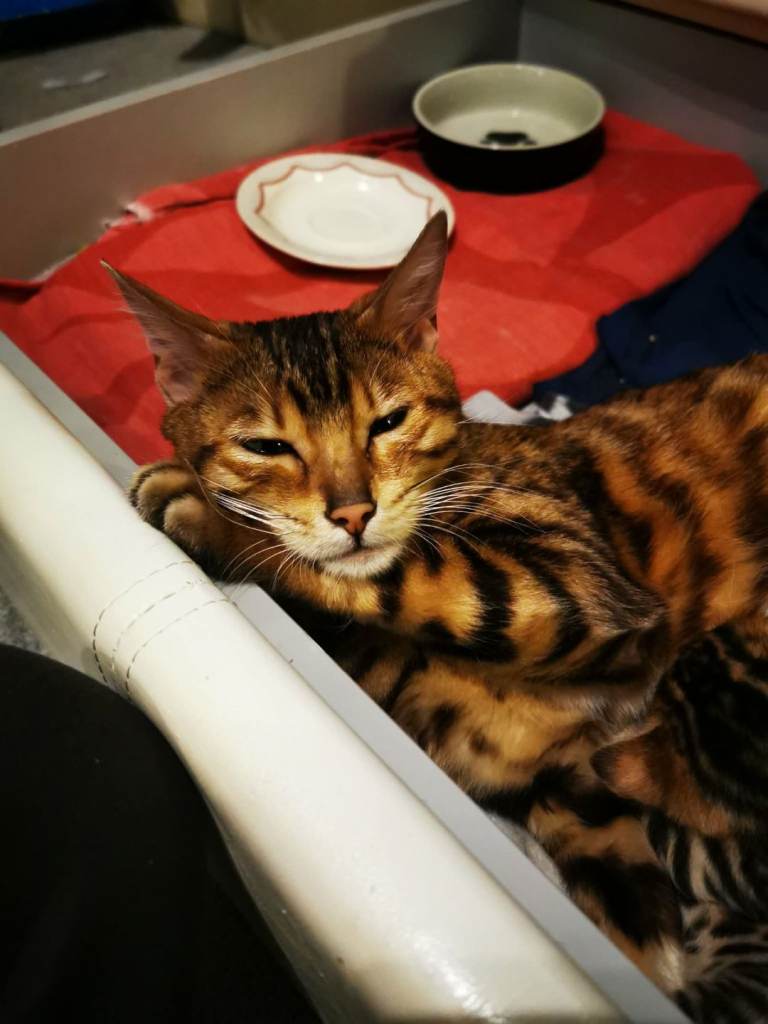 Stunning Bengal kittens for sale
