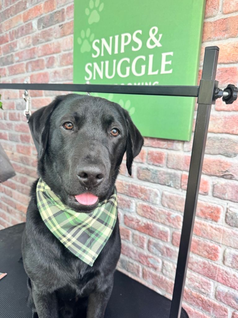 Beautiful loving Labrador 