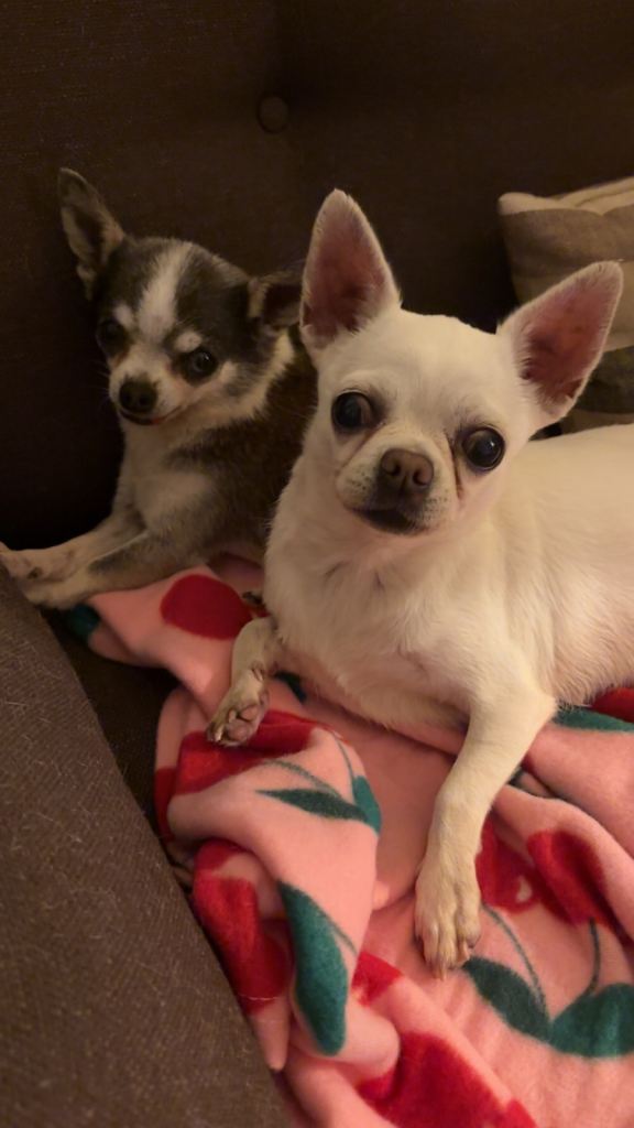 2 chihuahua girls