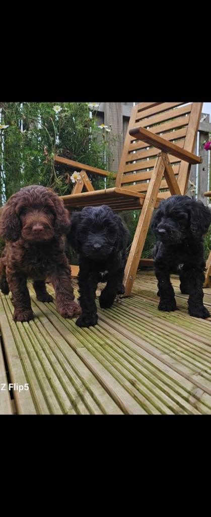 STUNNING SPROODLES PUPPIES FOR SALE 