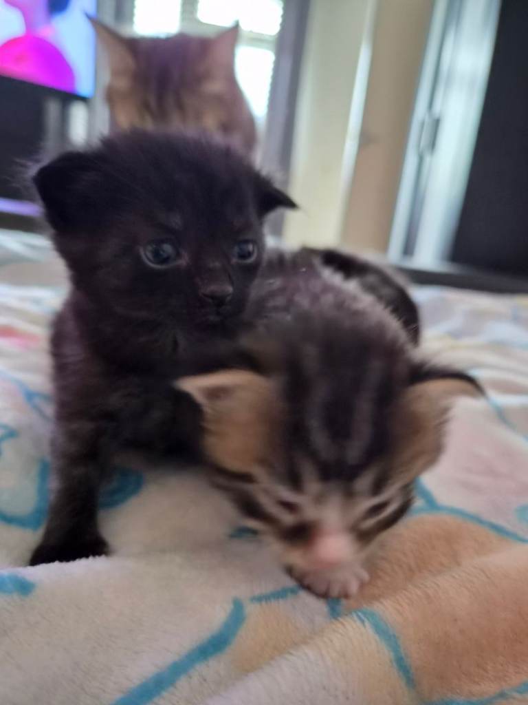 Adorable Kittens Looking for Forever Homes