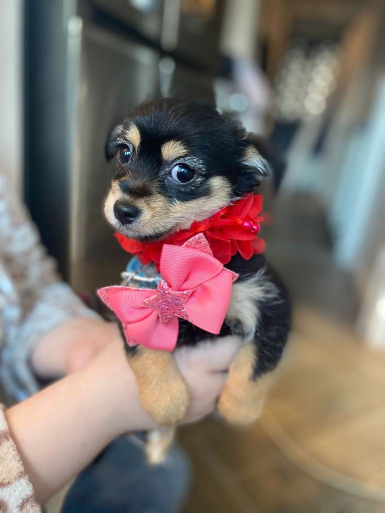 Yorkshire terrier puppies 