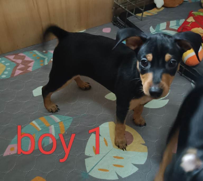 6 Beautiful Miniature pinscher puppies 