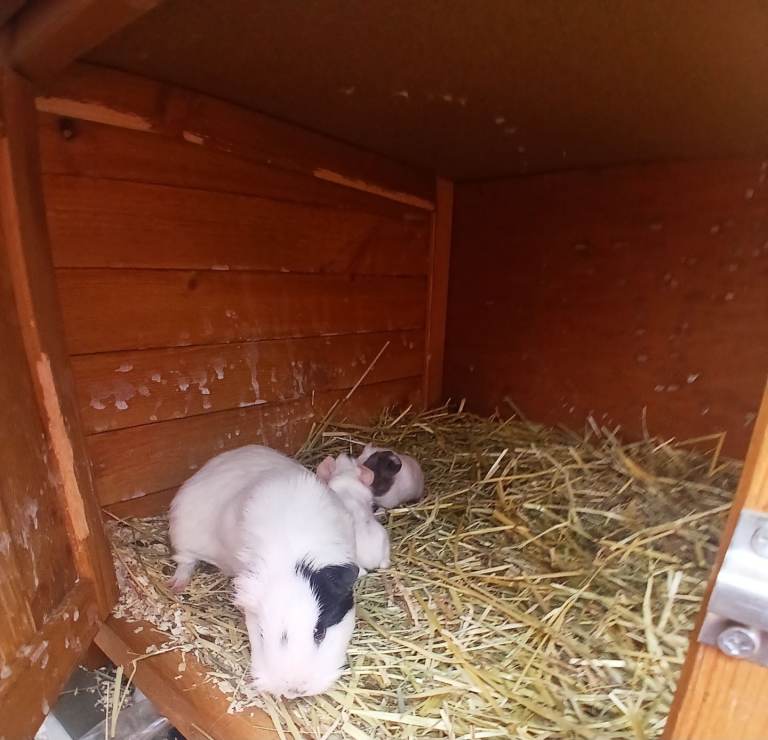 Guinea pig 