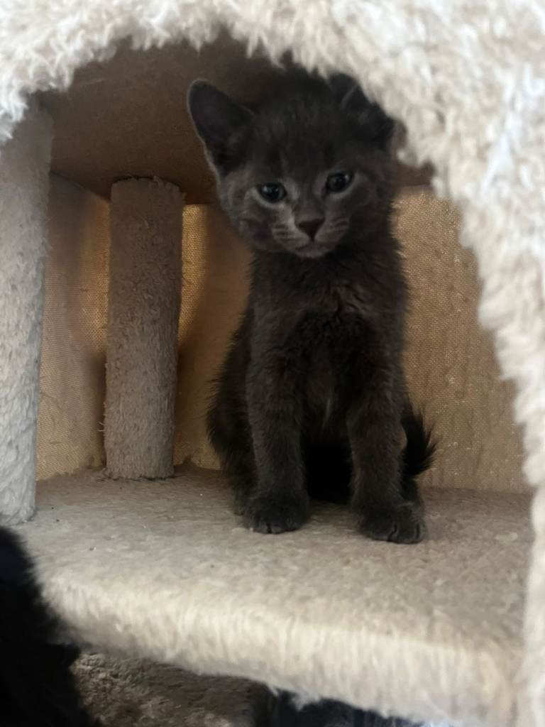 2 kitten for sale 
