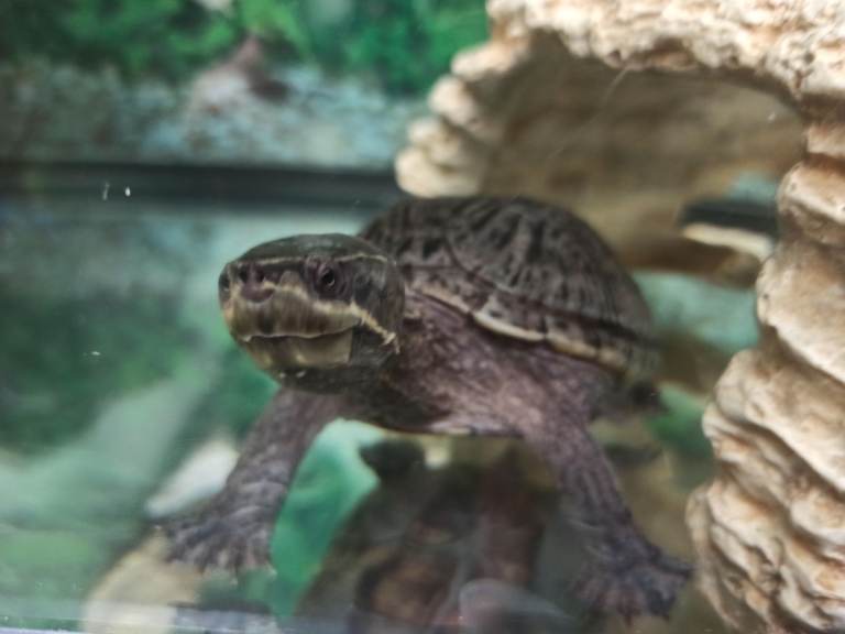 Tropical fishes cichlids