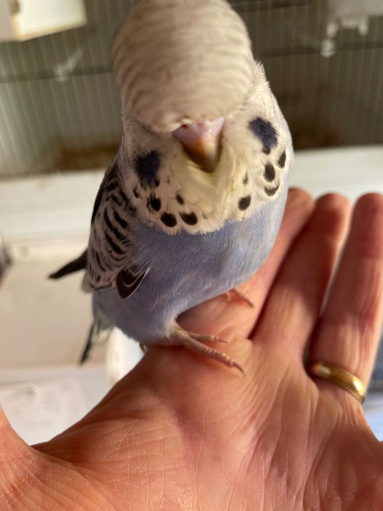 Stunning baby budgies straight from their parents