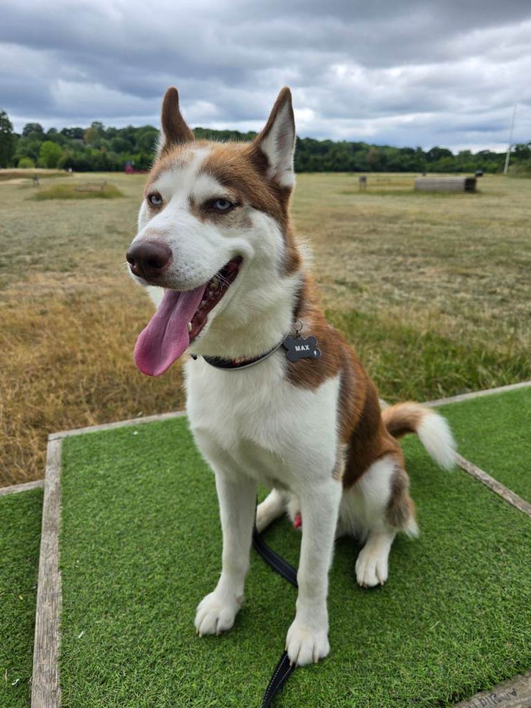 3 year old Male Siberian Husky looking for loving home 