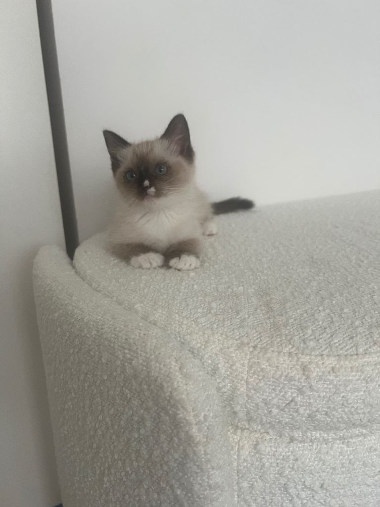 Ragdoll kitten Female 