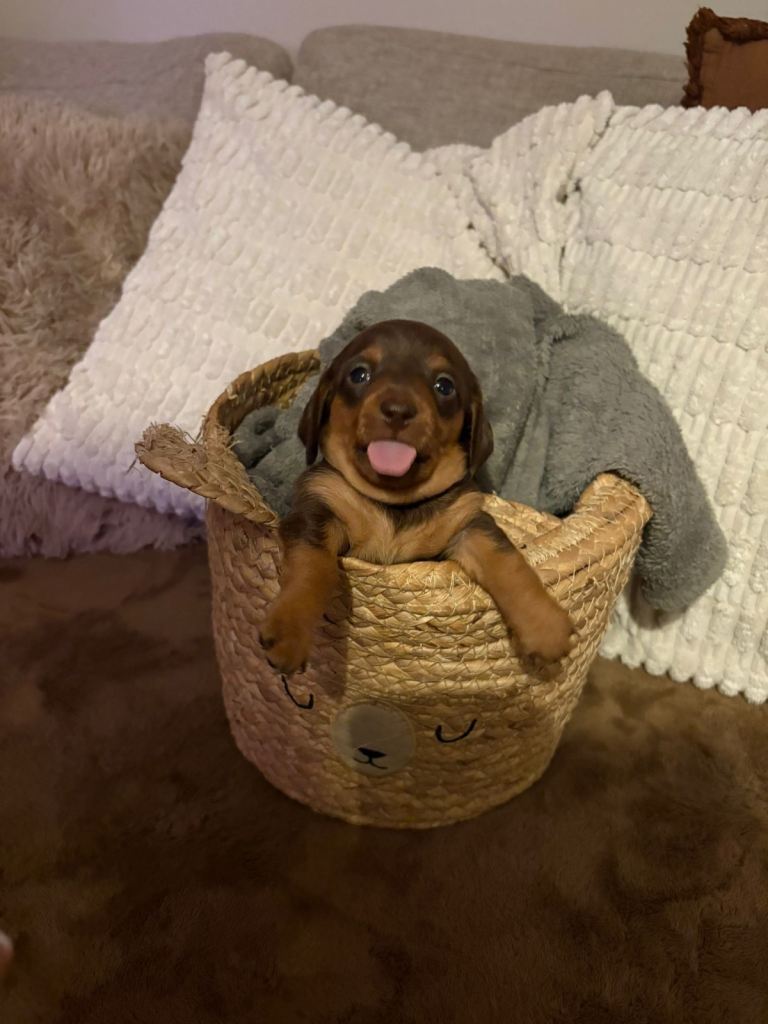 Beautiful miniature dachshund puppies forsale 