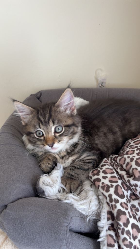 My mix kittens 